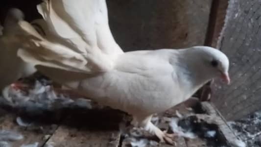 laka pigeon