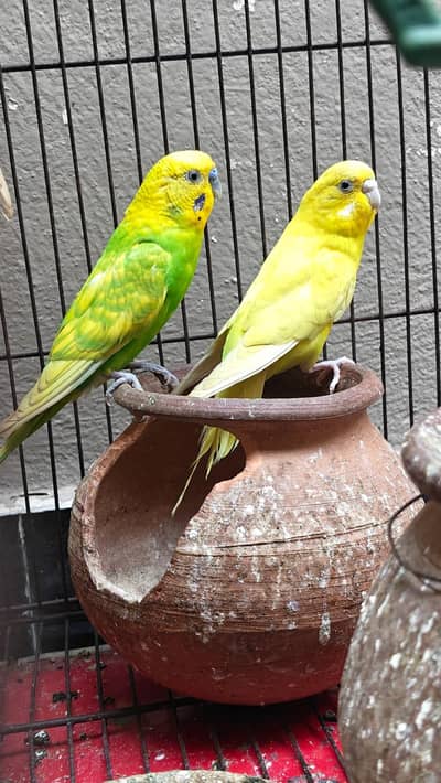 4 pairs Australian Parrot for sale in Rawalpindi
