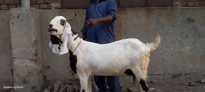urgent sale 1 goat healthy active lakhodair Lahore