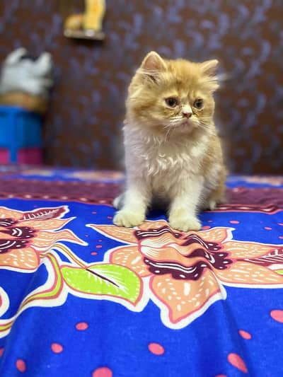 sami pakki face male for sale