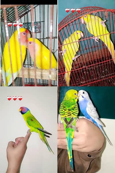 hand tame parrot available ha  / exchange possible hai parrot ka sath