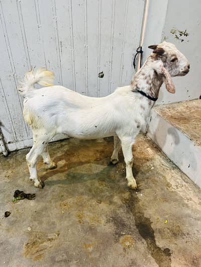 Pure tedda bakra age 7 month