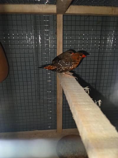 strawberry finches for sale