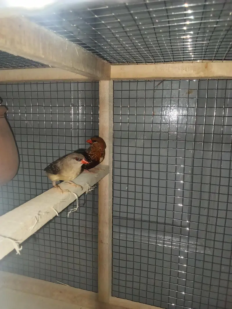 strawberry finches for sale — photo 2