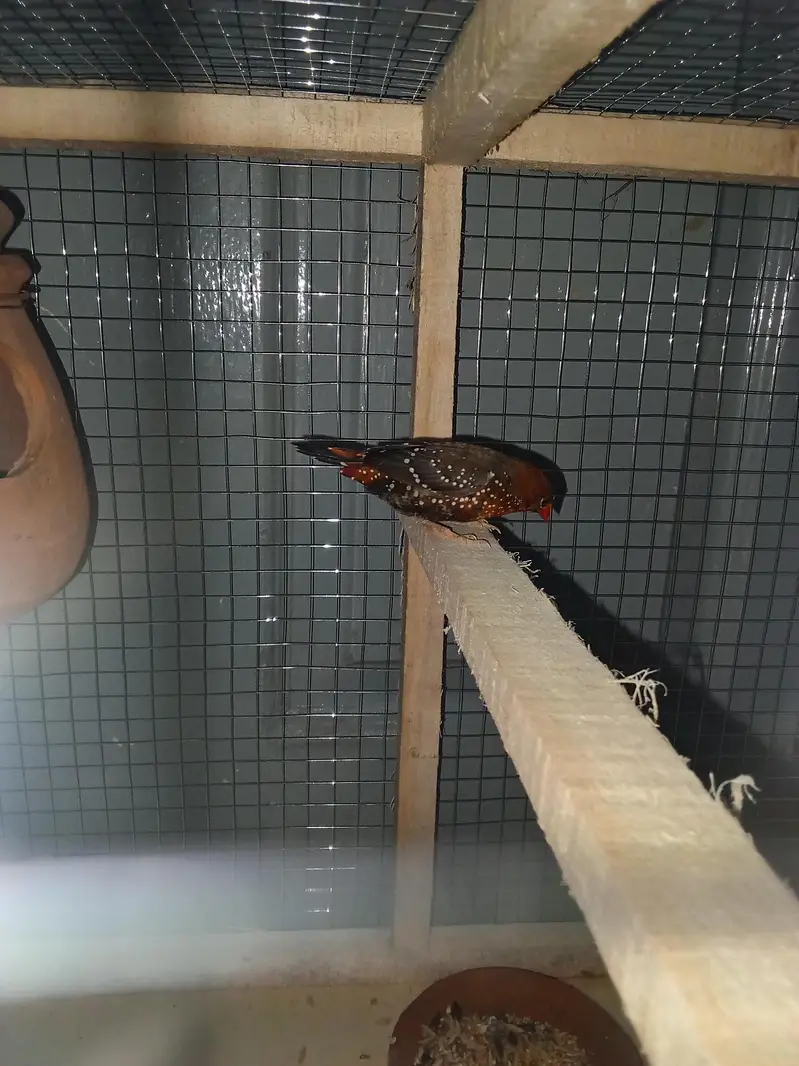 strawberry finches for sale — photo 3