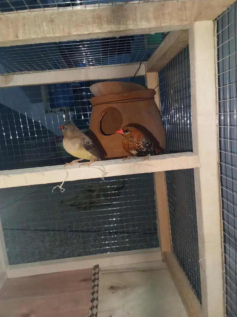 strawberry finches for sale — photo 6