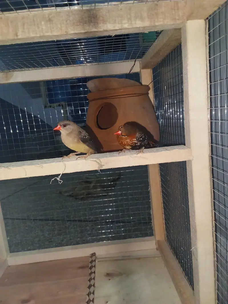 strawberry finches for sale — photo 7