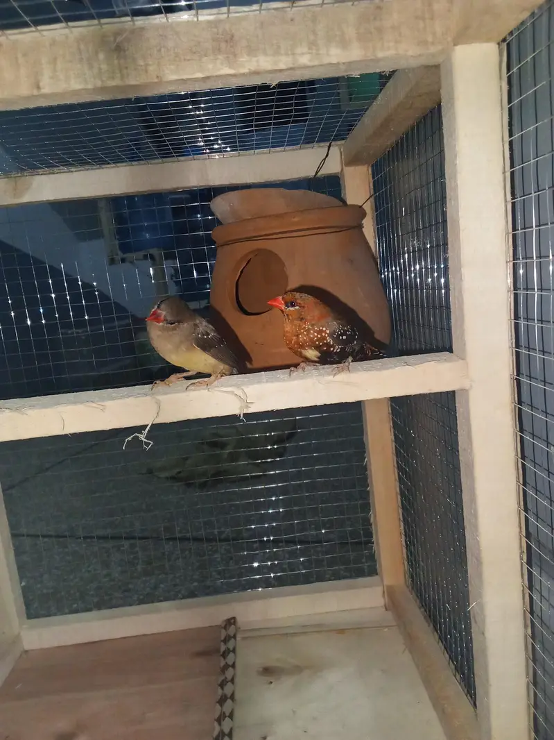 strawberry finches for sale — photo 8