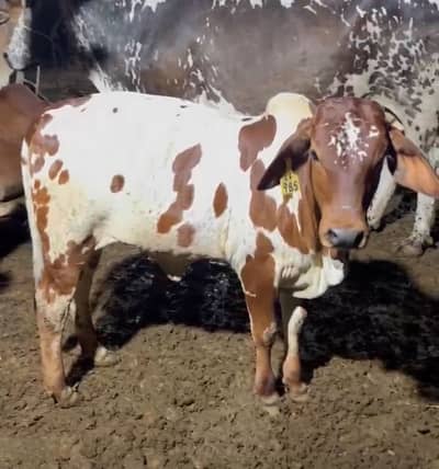 Healthy mixbreed cow