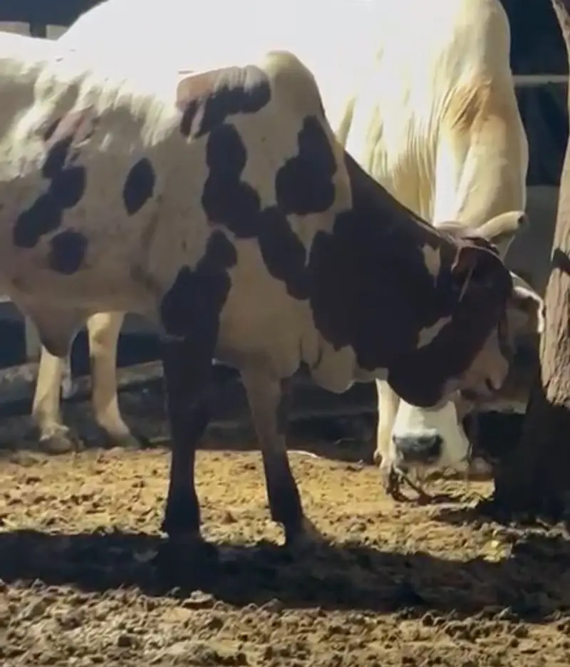 Healthy mixbreed cow — photo 2