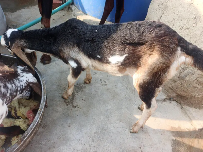 dasi baqri hai sath black aska becha hai phla suwa sui hai — photo 2