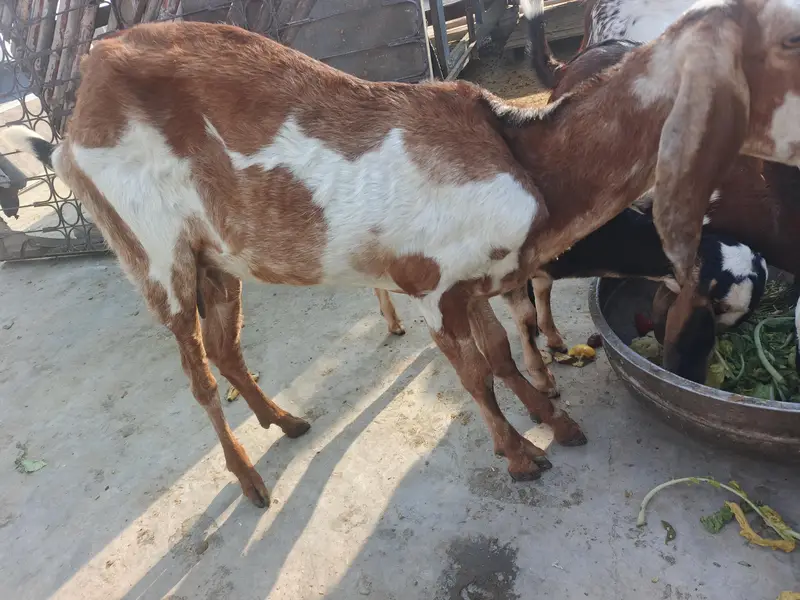dasi baqri hai sath black aska becha hai phla suwa sui hai — photo 5