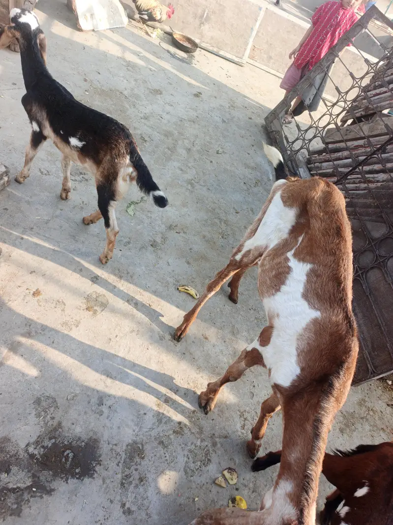 dasi baqri hai sath black aska becha hai phla suwa sui hai — photo 7