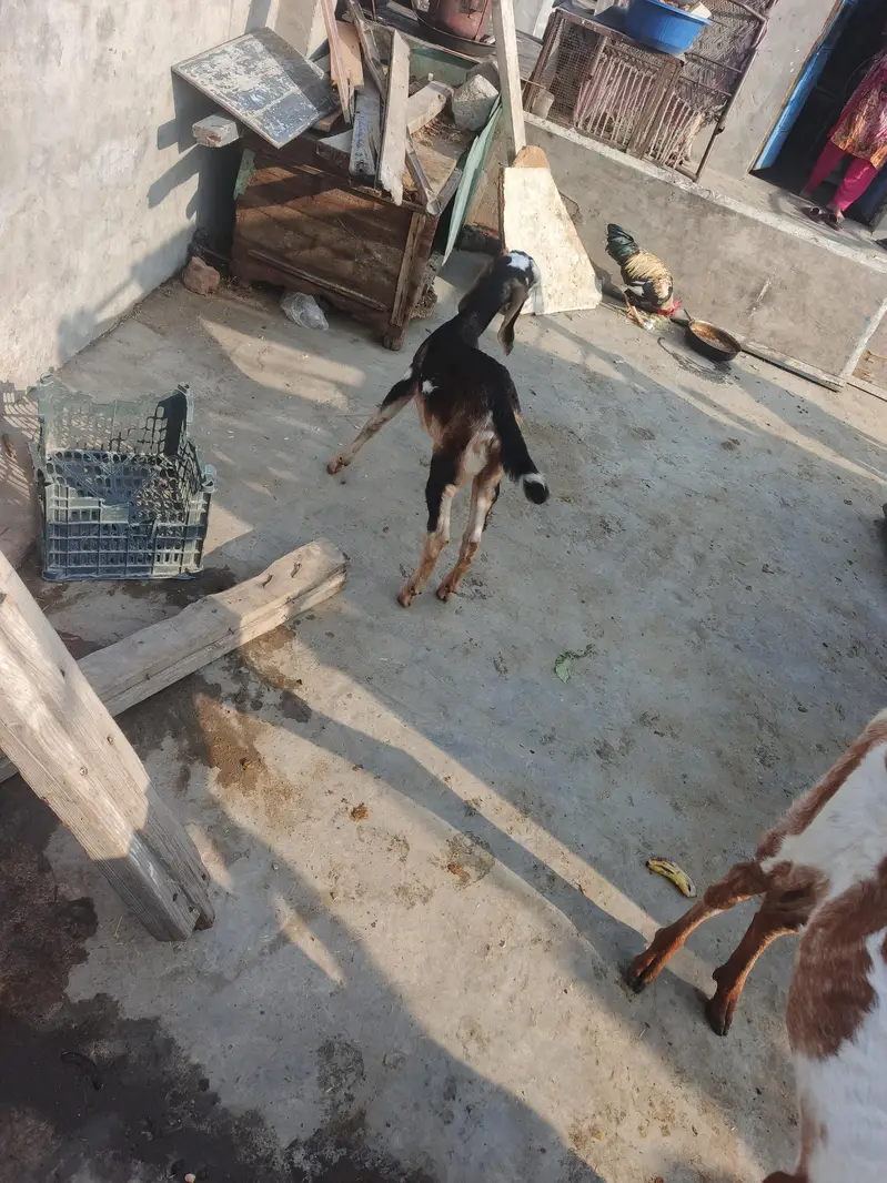dasi baqri hai sath black aska becha hai phla suwa sui hai — photo 9