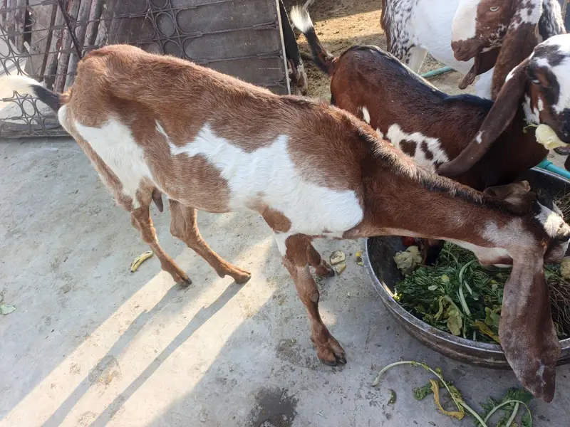 dasi baqri hai sath black aska becha hai phla suwa sui hai — photo 10