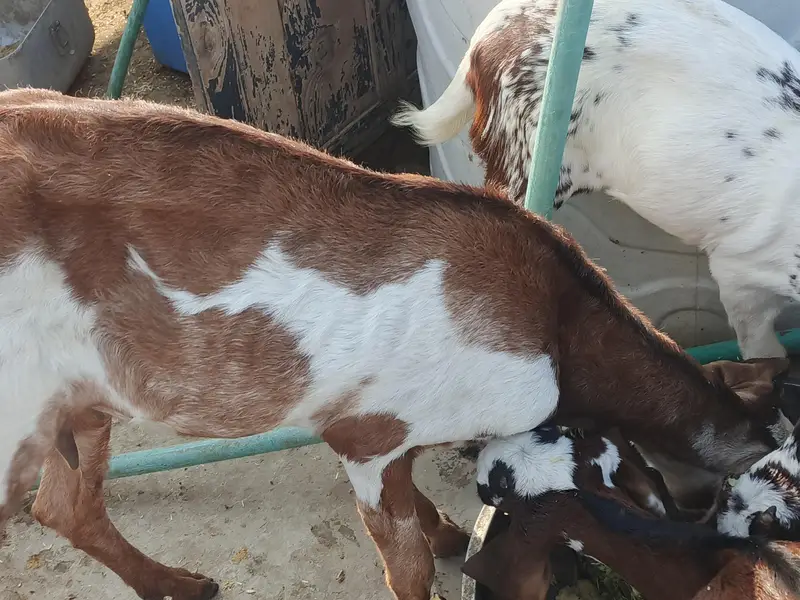 dasi baqri hai sath black aska becha hai phla suwa sui hai — photo 11