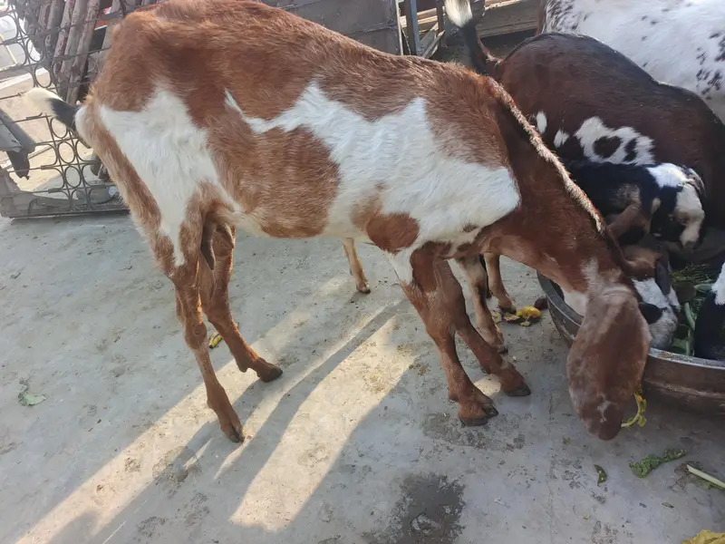 dasi baqri hai sath black aska becha hai phla suwa sui hai — photo 12