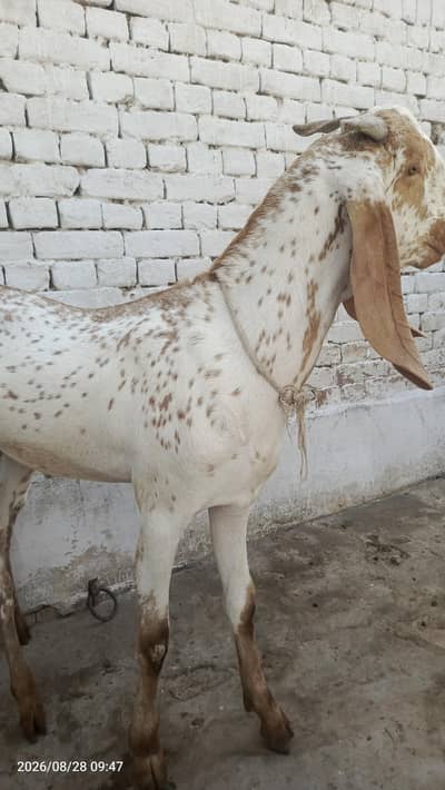 Beautiful khassi Makhi Cheena Bakra  | 2 Daant | Premium Look