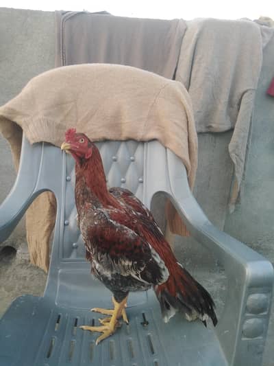 high quality saleta birds