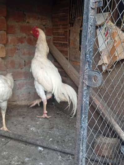 Hira male