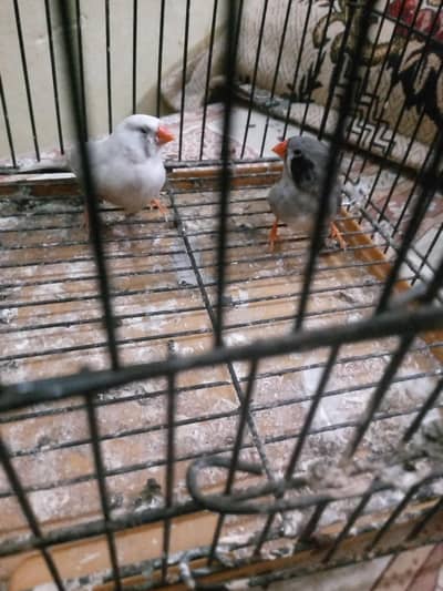dove or finches for sale