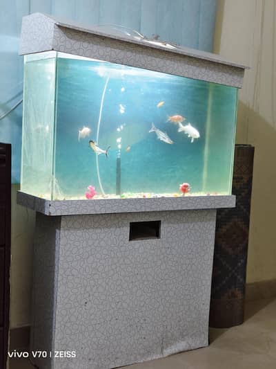 Fish Aquarium Sale with Fishes