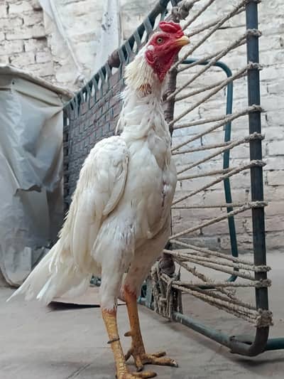 Aseel Heera Male