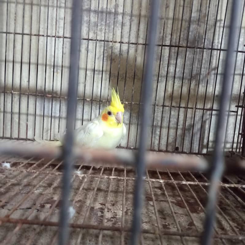 Common white Cocktail 2
