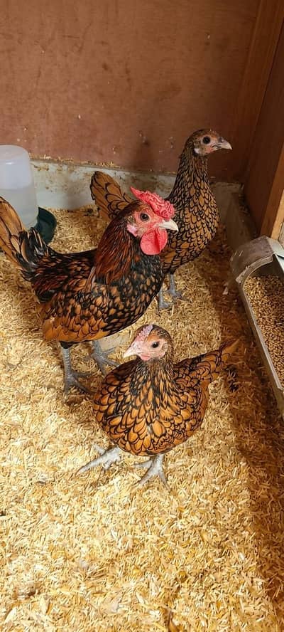 Golden Sebright Trio (1 Male, 2 Females) - Active & Egg Laying