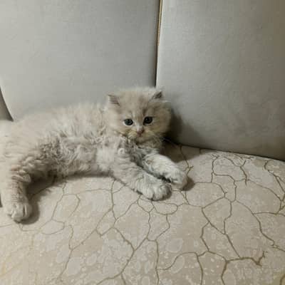 Persian Kittens for Sale – 1 Male & 1 Female