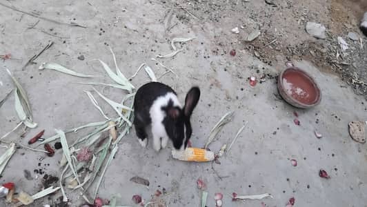 Rabbit rabbits  khargosh bunny bunnies