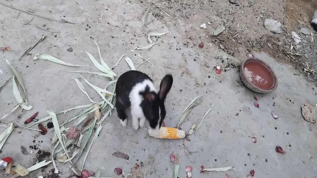 Rabbit rabbits  khargosh bunny bunnies