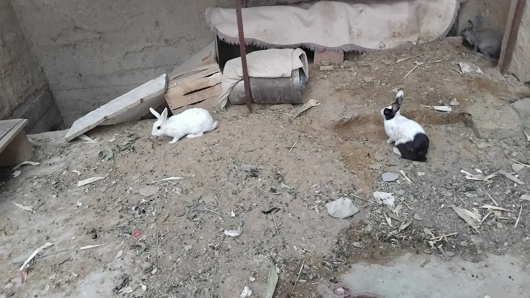 Rabbit rabbits  khargosh bunny bunnies — photo 3