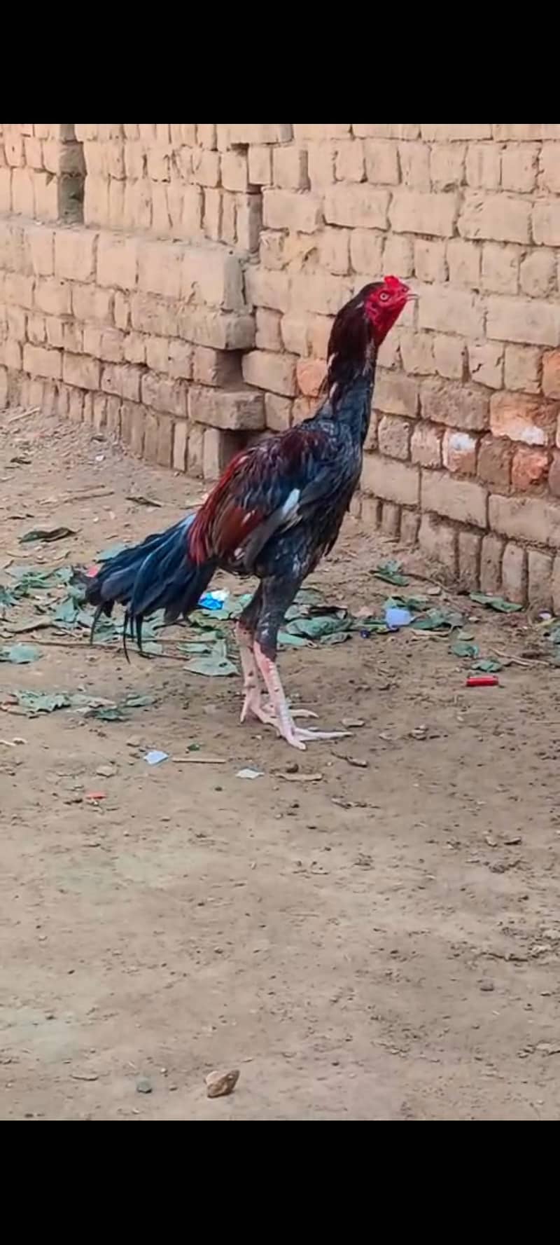 Sindhi Aseel 2ft+ 0