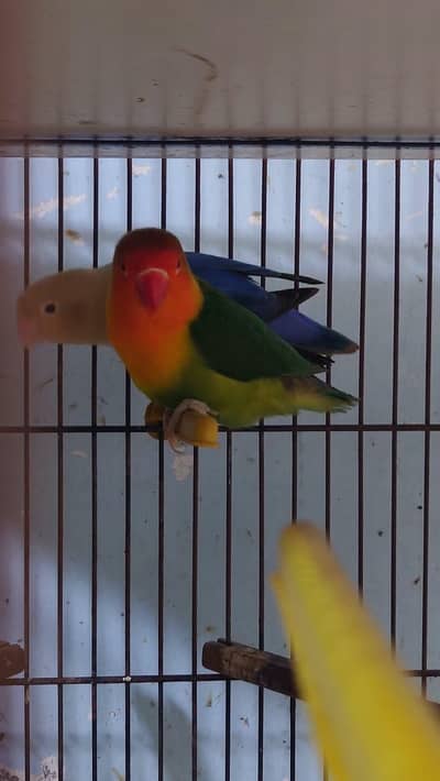 love birds and budgies breeder pairs are for sale