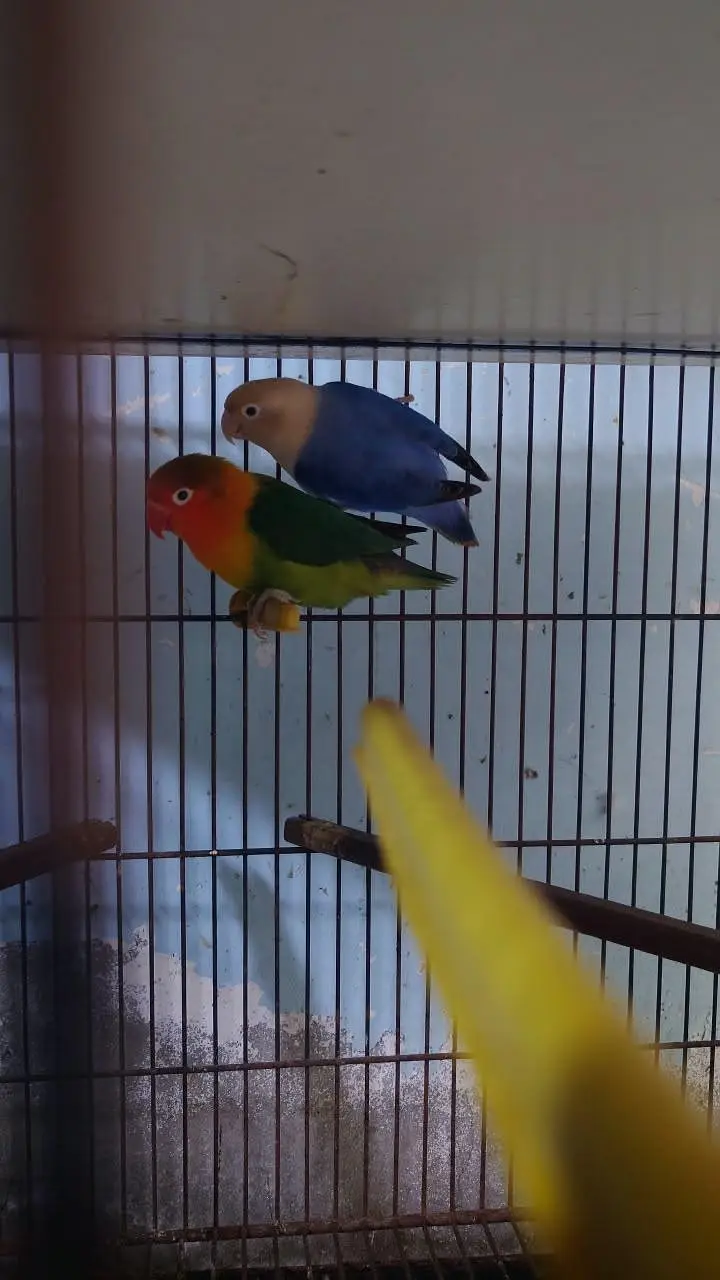 love birds and budgies breeder pairs are for sale — photo 2