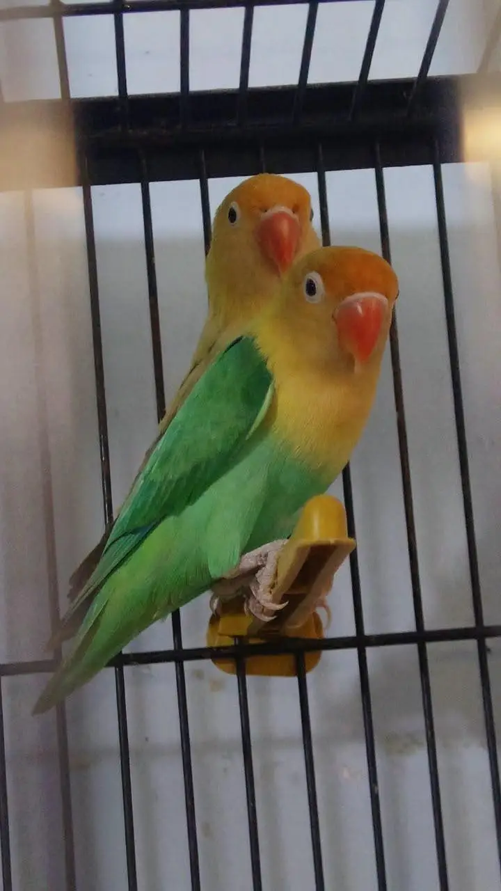 love birds and budgies breeder pairs are for sale — photo 3