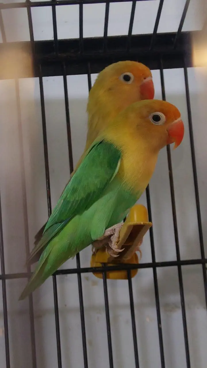 love birds and budgies breeder pairs are for sale — photo 4