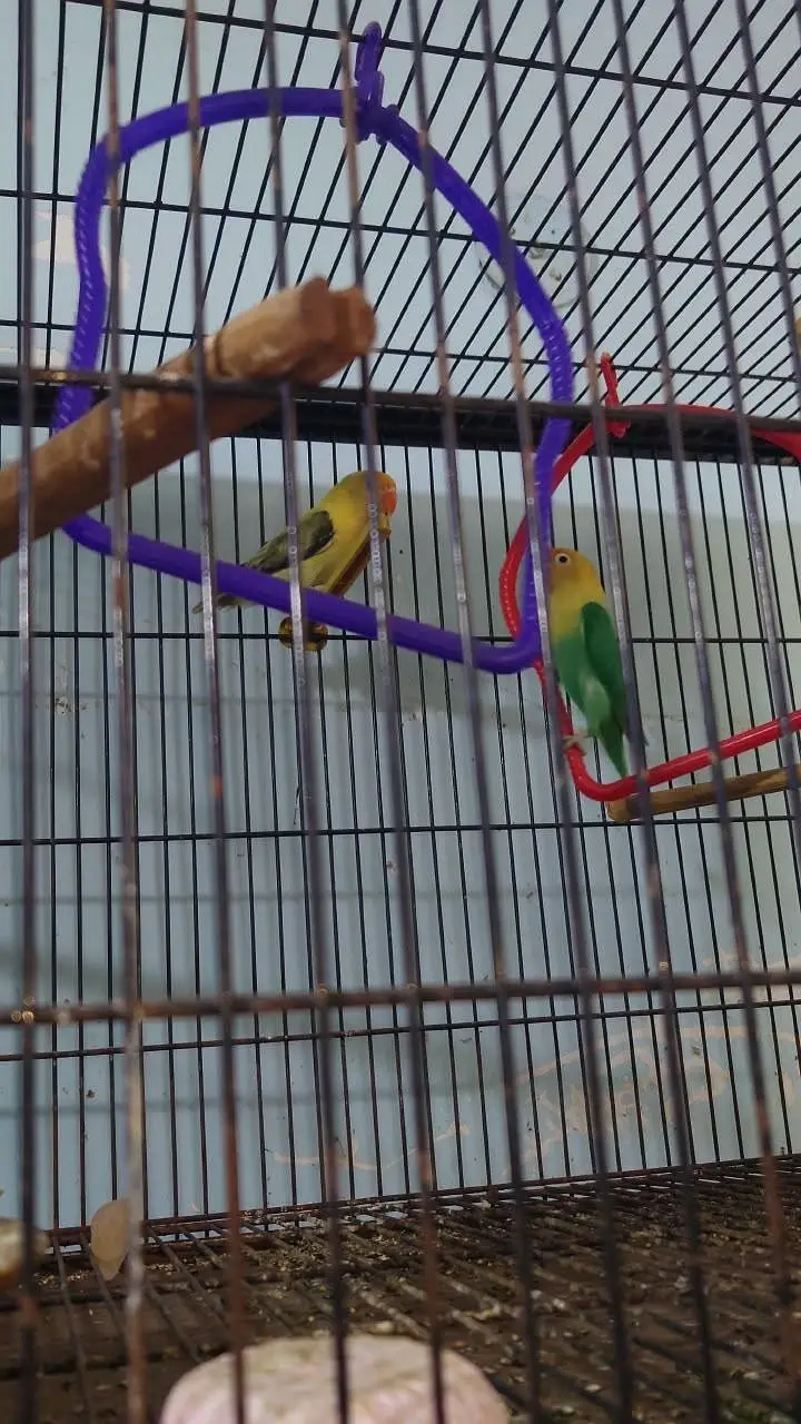 love birds and budgies breeder pairs are for sale — photo 5