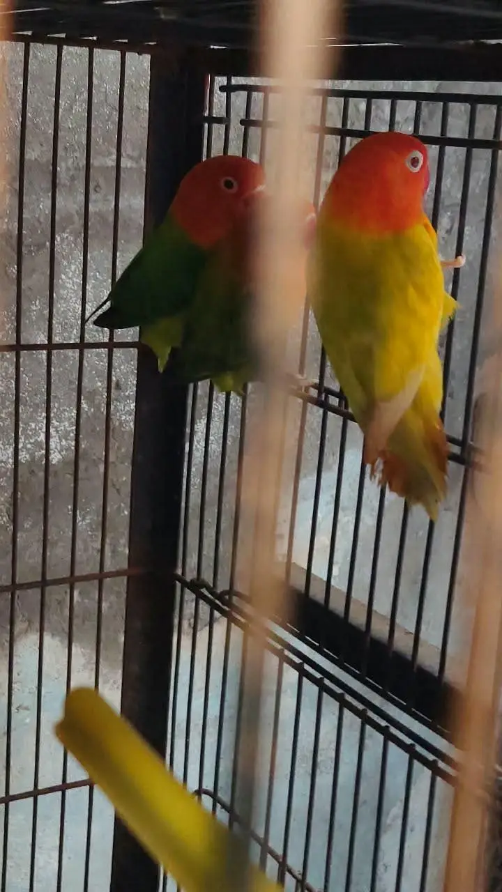 love birds and budgies breeder pairs are for sale — photo 6