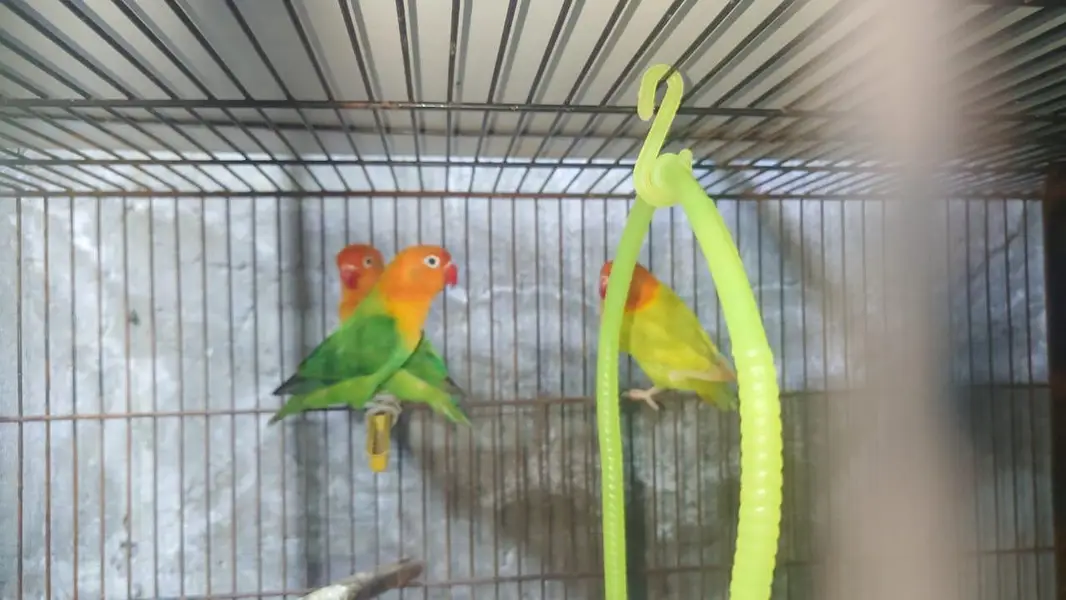 love birds and budgies breeder pairs are for sale — photo 7