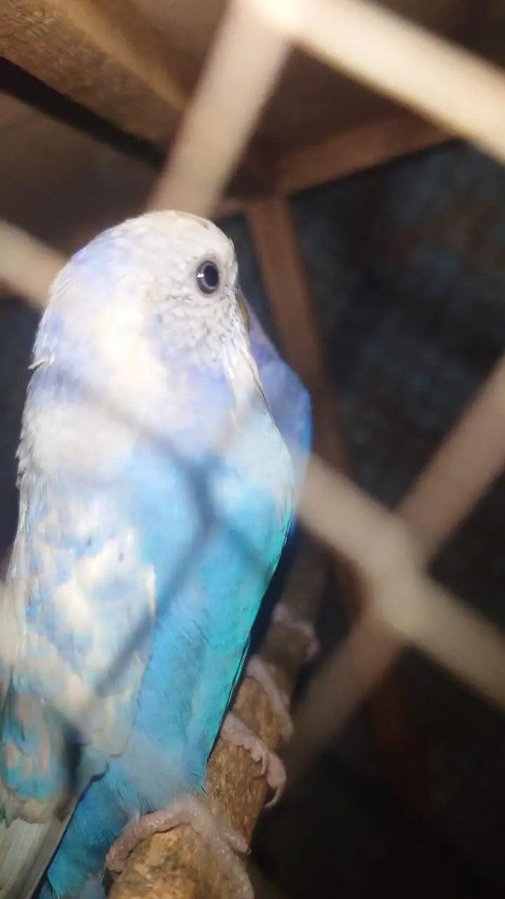love birds and budgies breeder pairs are for sale — photo 8