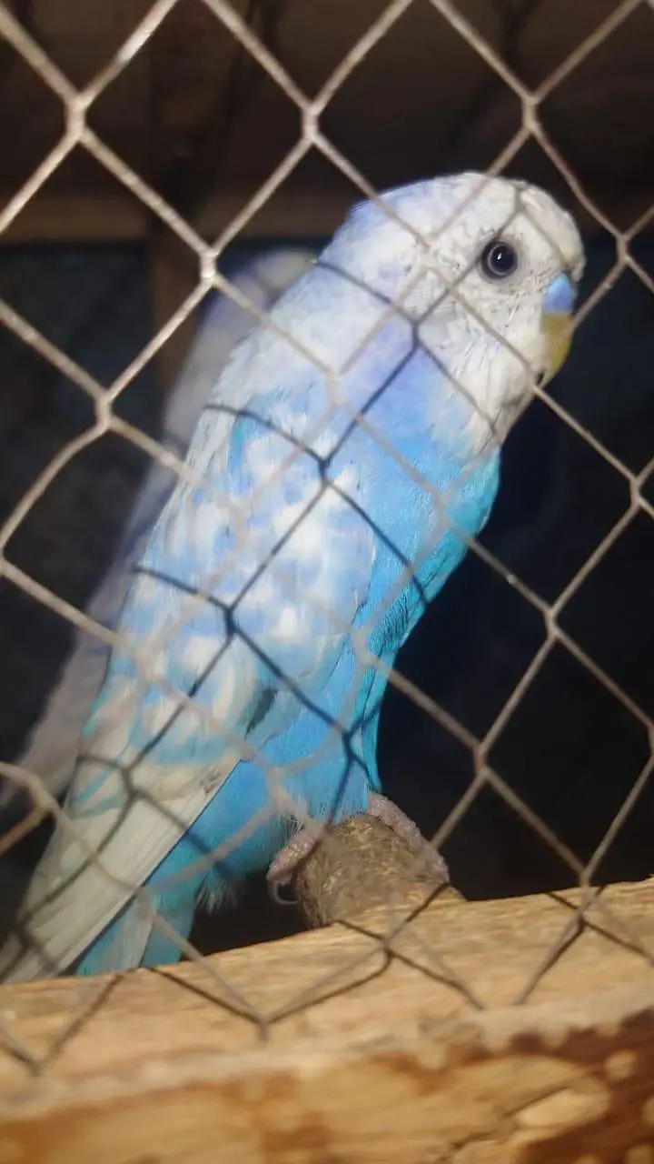 love birds and budgies breeder pairs are for sale — photo 9