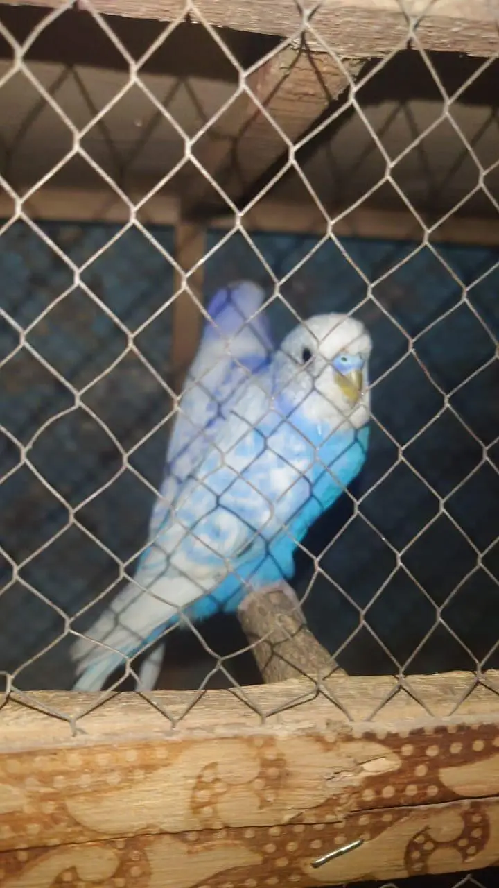 love birds and budgies breeder pairs are for sale — photo 10