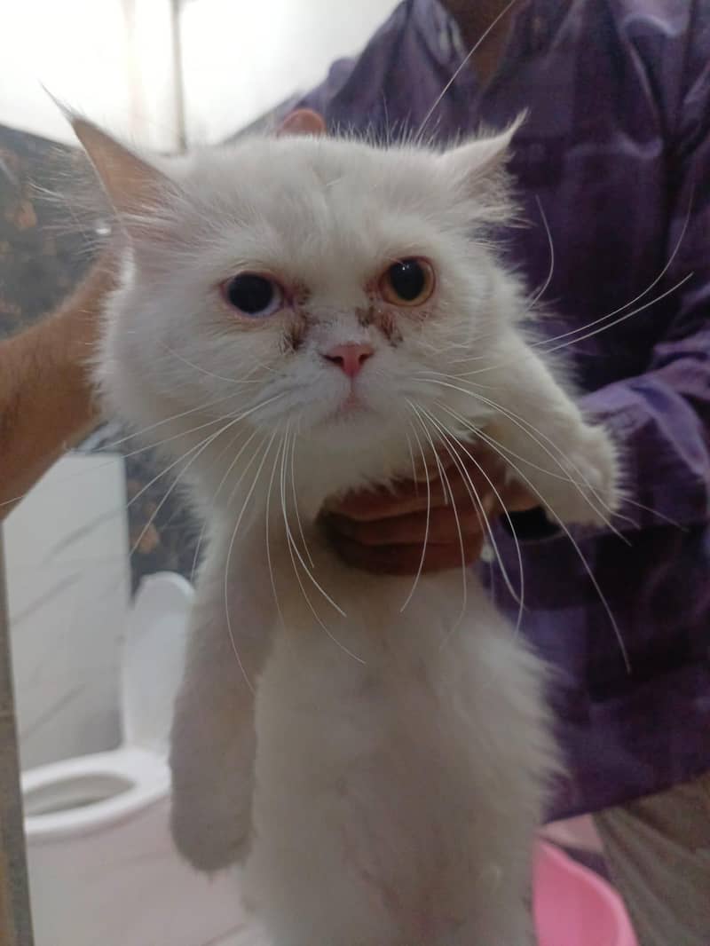 Cat pair 2