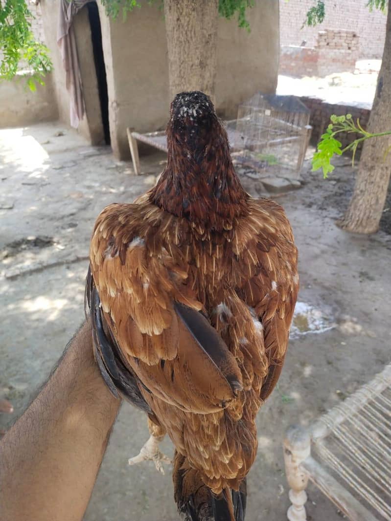 egg wali hen 2