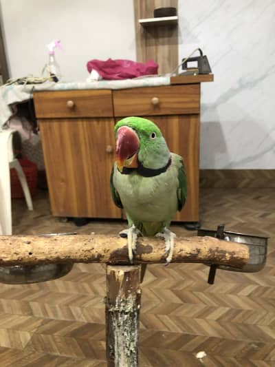 alexander parrot for sale