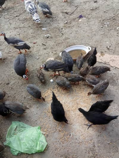 black Australorp chicks healthy and active chicks