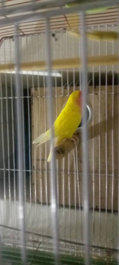 Love birds