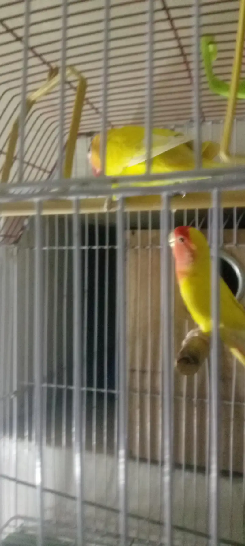 Love birds — photo 2